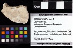 Foto (Objket + Etiketten) von Lecythocaris sp. 